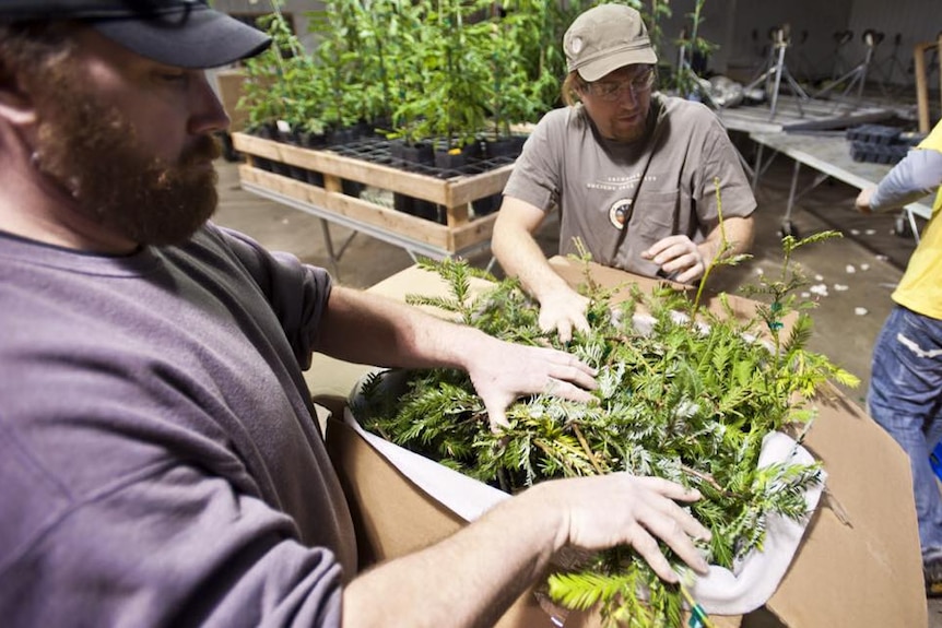 Genetic material is put through a micro-propagation process before thousands of saplings are made ready for planting.