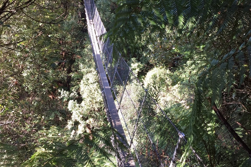 Picture of a suspension bridge in thick forest
