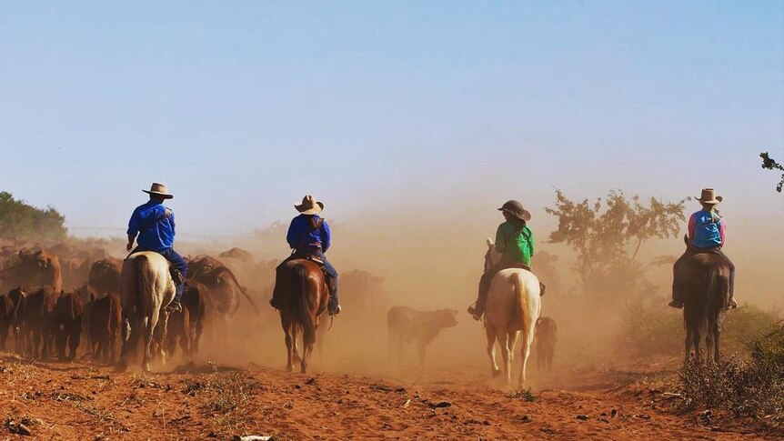 Four people on horseback mustering cattle in the dust