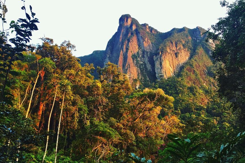 Rugged mountain peak covered in dense green jungle.