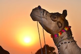 A camel raises its head to the sunset at the annual Pushkar ka Mela