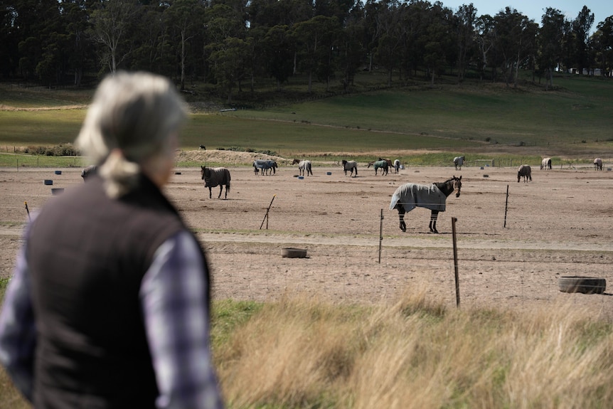 A woman looks out from a grassy paddock over a fence at horses in a dirt yard.