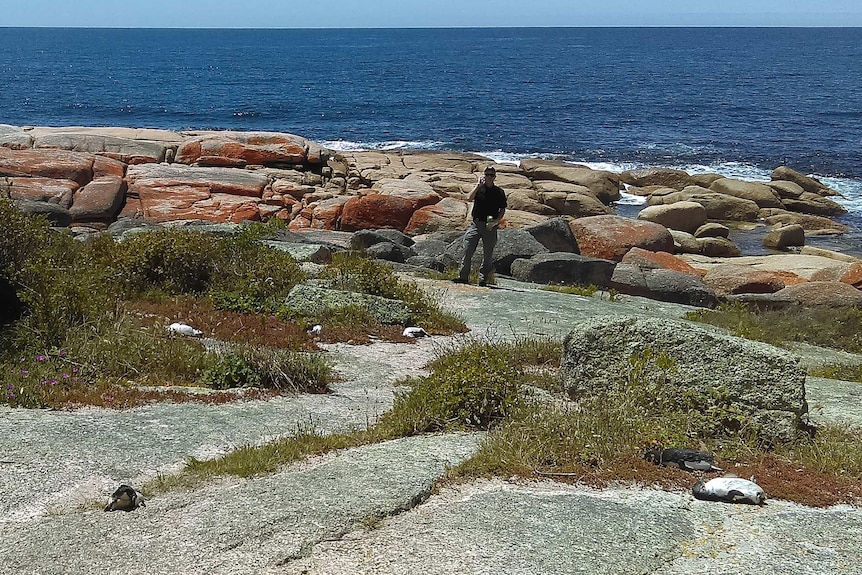 Dead penguins at Waubs Bay beach, Bicheno, 30 November 2018.