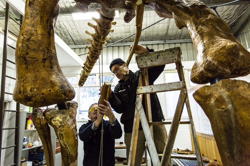 Peter Swinkels (left)  and Dr Matt Herne (right) atop a ladder with the Muttaburrasaurus skeleton above them.