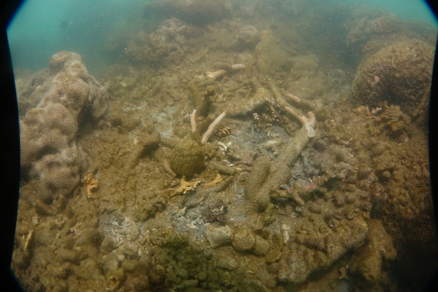 Broken coral litters the ocean floor at Blue Pearl Bay, off the Whitsunday Islands.