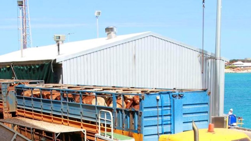 A roadtrain delivers Kimberley cattle to Broome Jetty