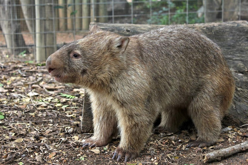 Tonka the bare-nosed wombat at Billabong Sanctuary near Townsville