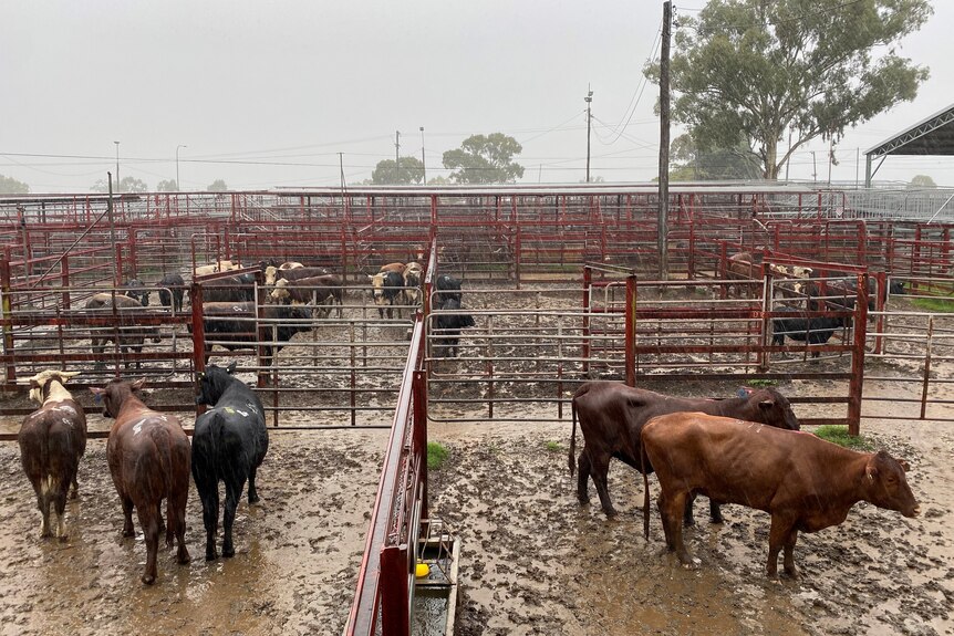 Cattle stand in the mud and rain.