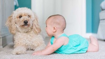 A baby lies next to a fluffy dog.