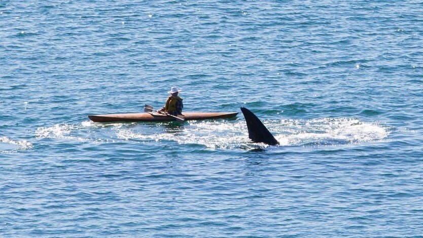 After the paddler waited at safe distance the whale approached and swam past.