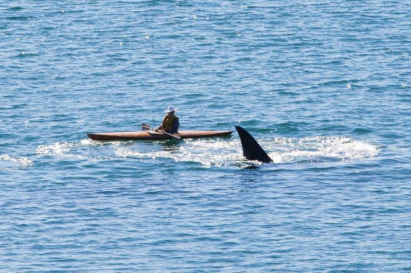 After the paddler waited at safe distance the whale approached and swam past.