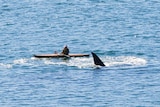 After the paddler waited at safe distance the whale approached and swam past.
