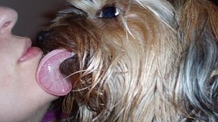 A warning that dog licks may not be harmless (file photo)