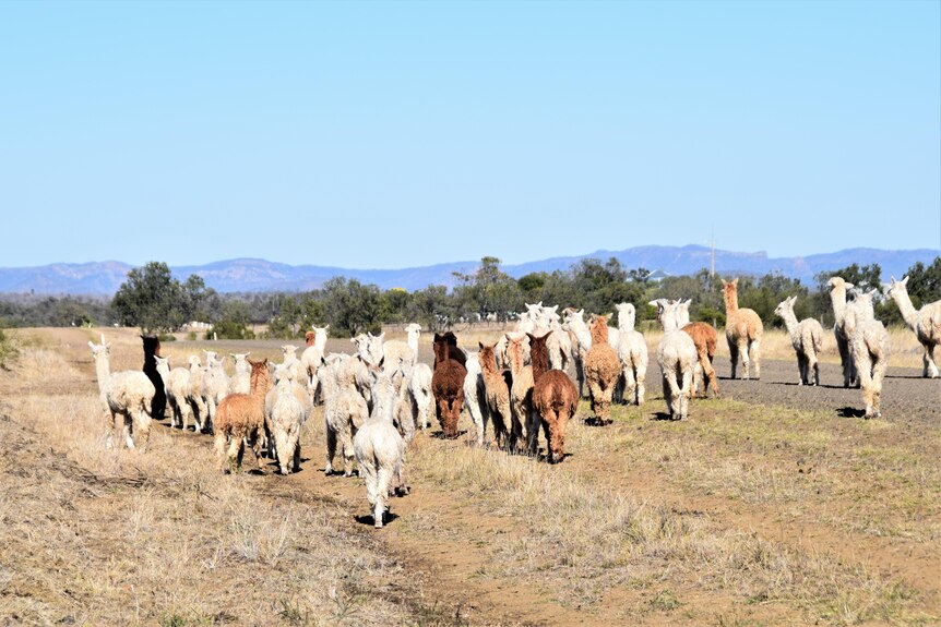 Flock of Alpacas in Springsure