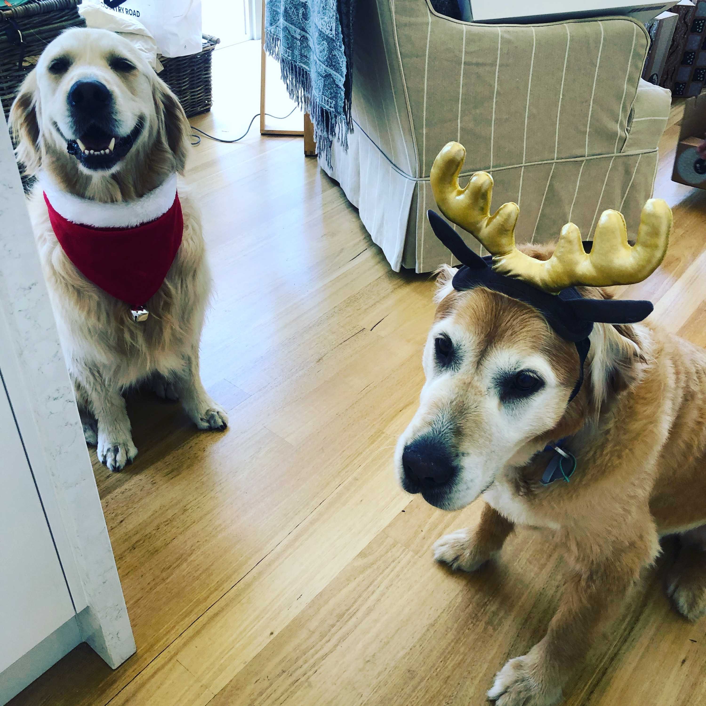 Teddy, a Golden Retriever, (left) and his friend Archie (right) hang out over Christmas in 2018.