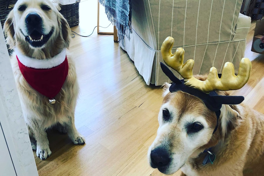 Teddy, a Golden Retriever, (left) and his friend Archie (right) hang out over Christmas in 2018.