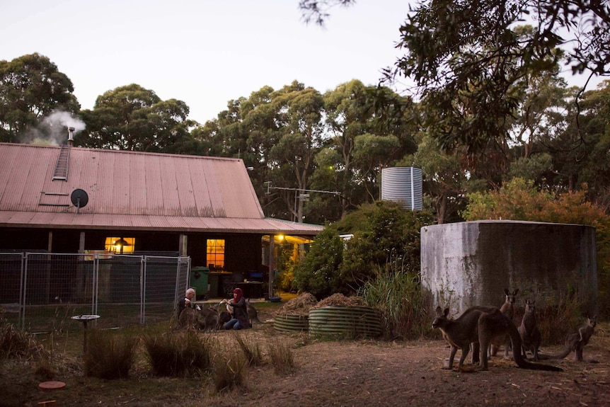 Helen and Manfred kneel as they bottle feed roos, another group eating nearby. Smoke comes from the chimney of their house.