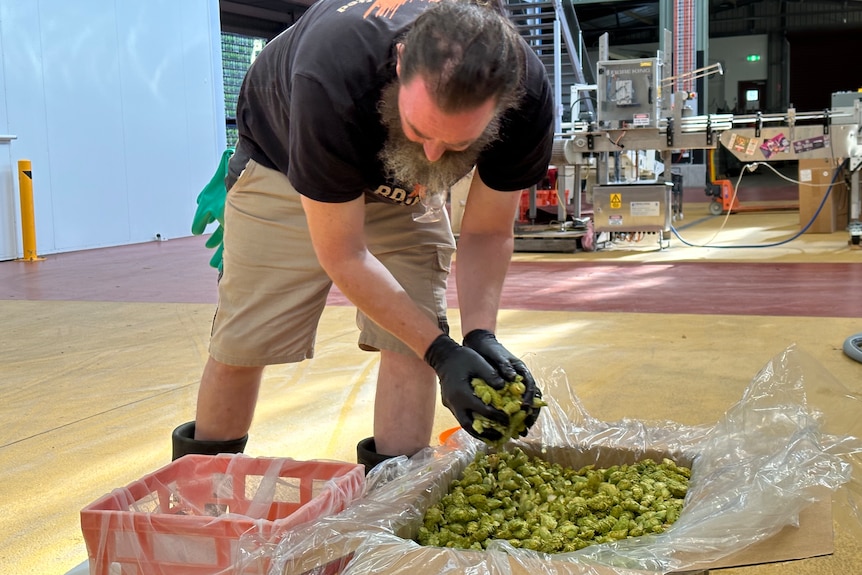 A man scooping hops from a bag inside a shed 