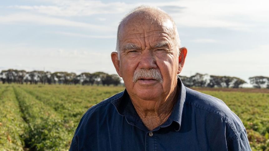A man with a moustache stands infront of tomato crops
