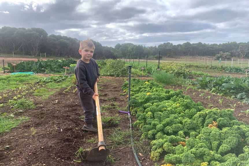 Five year old boy working on a vegetable farm.