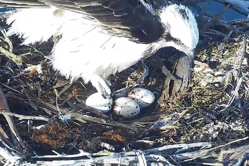 An osprey incubating its three eggs in its nest. 