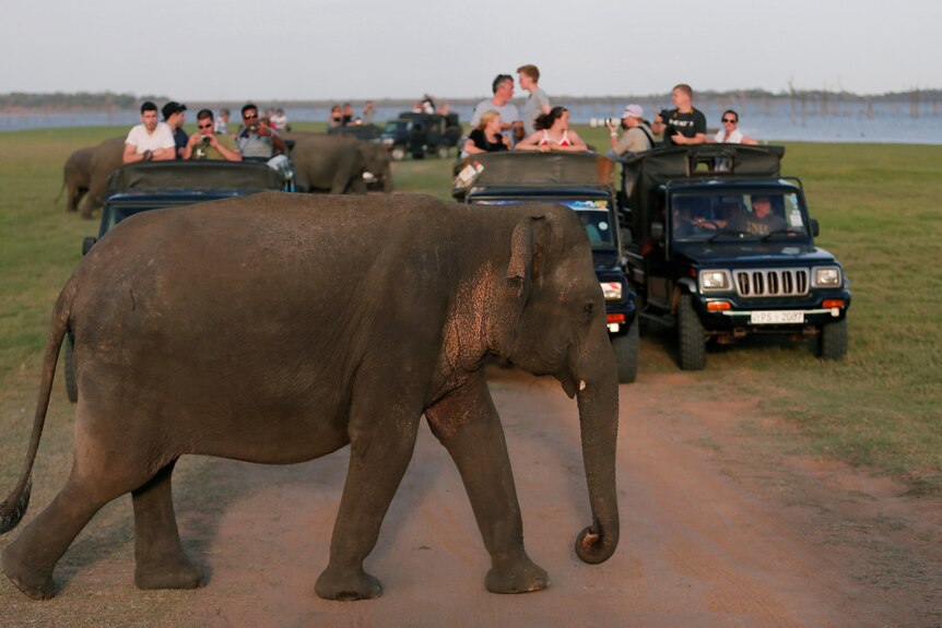 An elephant walks in front of jeeps.