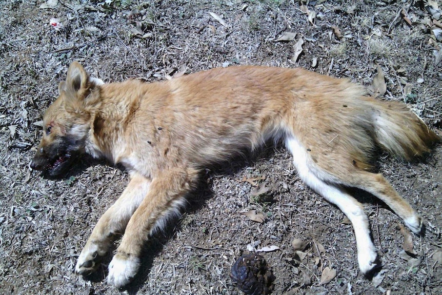 A young wild dog killed as part of the community program funded by AWI