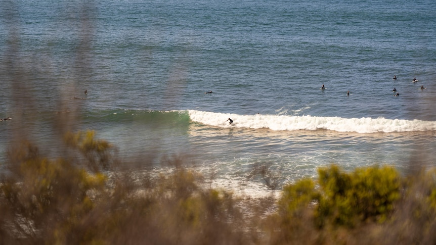 People surfing in the beach with bushes in the foreground 