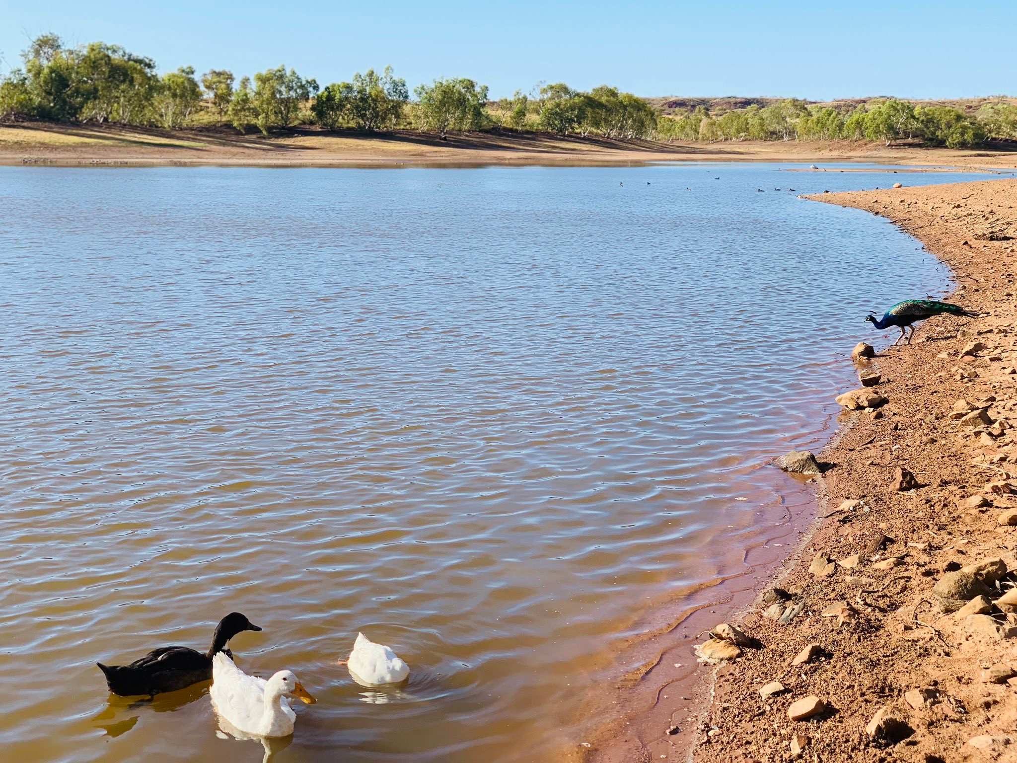 NT Country Hour - ABC listen