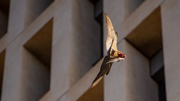 falcon with prey flying with building in background