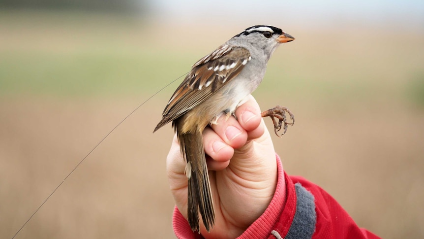 A sparrow perched on a hand with a fine transmitter wire coming off its back.