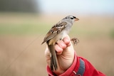 A sparrow perched on a hand with a fine transmitter wire coming off its back.