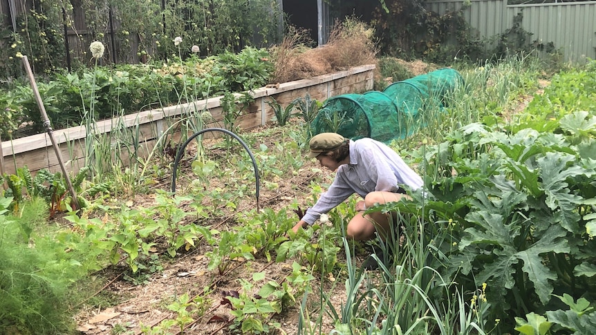 A woman in a beige hat kneels in front of a large vegetable patch.