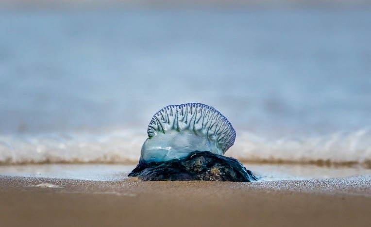 Beached Bluebottles A Danger To You And Your Pet Abc News