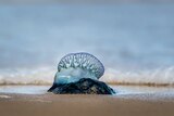 A bluebottle on the sand