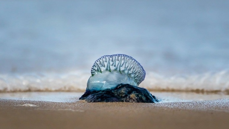 A bluebottle on the sand