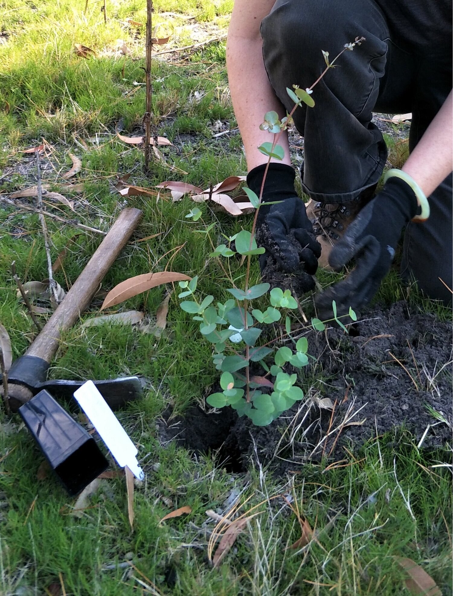 Tree sapling being planted in ground.