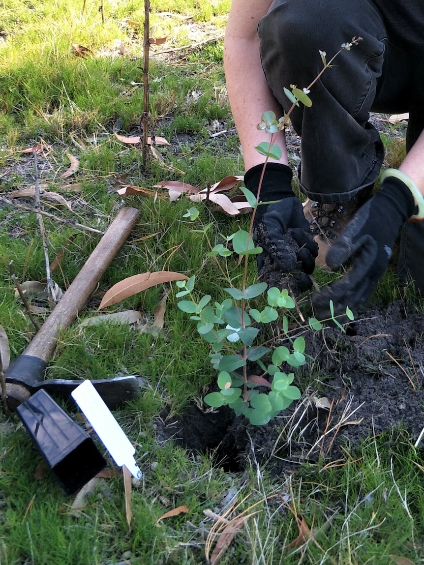 Tree sapling being planted in ground.