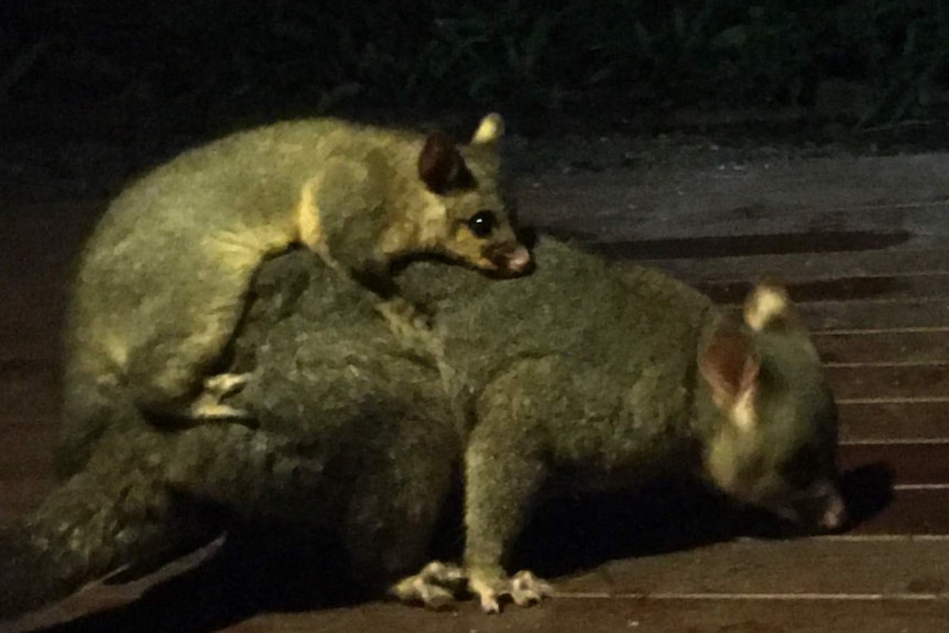 Big possum with baby on back.