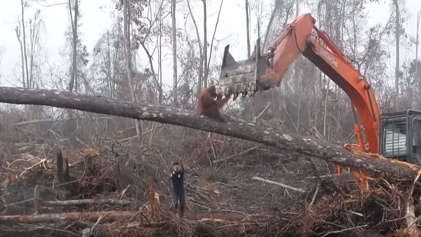 This 2014 footage of an orangutan fleeing an excavator in Indonesia recently went viral.