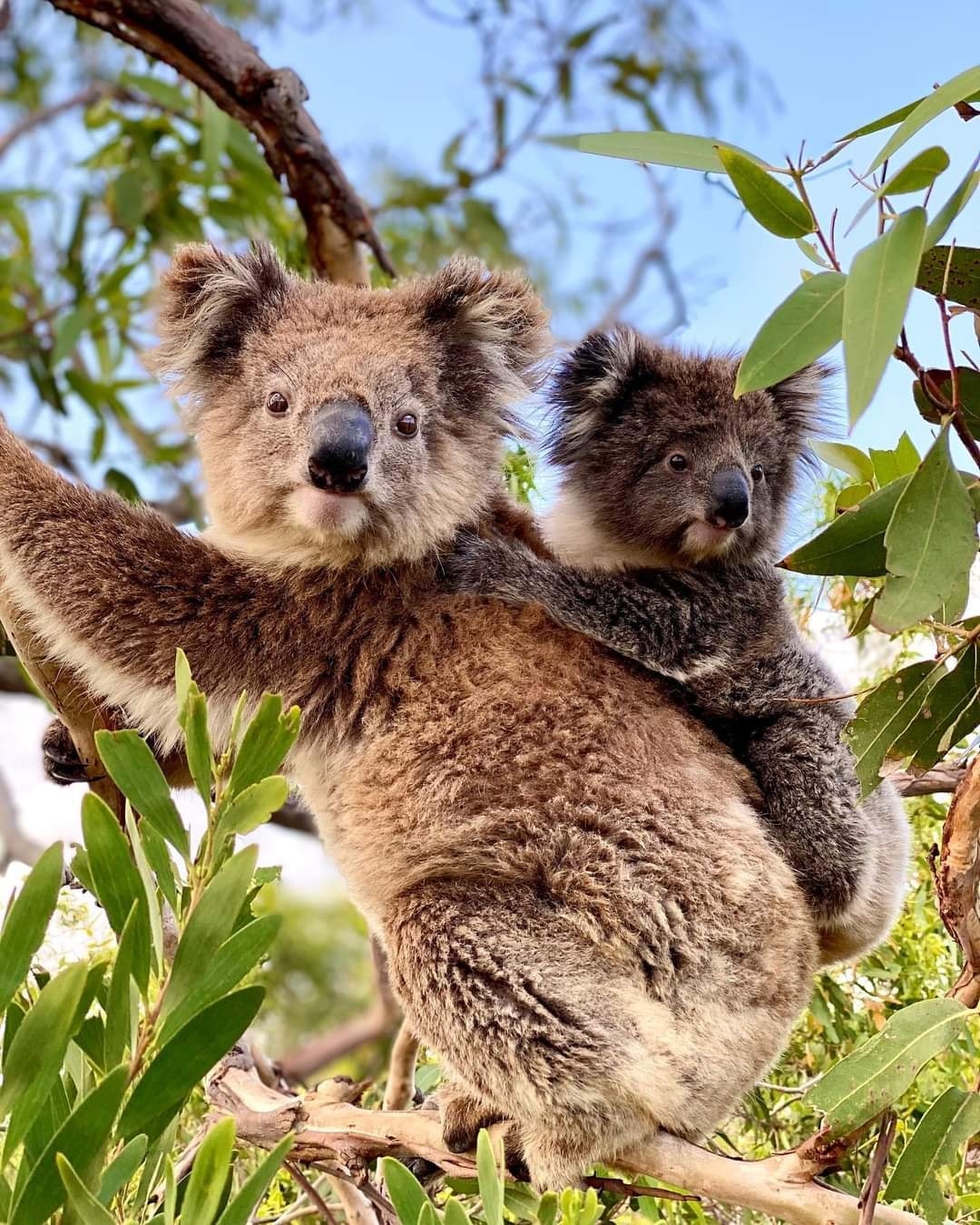 Small baby koala clings on to its mother's back as she sits in a tree.