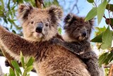 Small baby koala clings on to its mother's back as she sits in a tree.