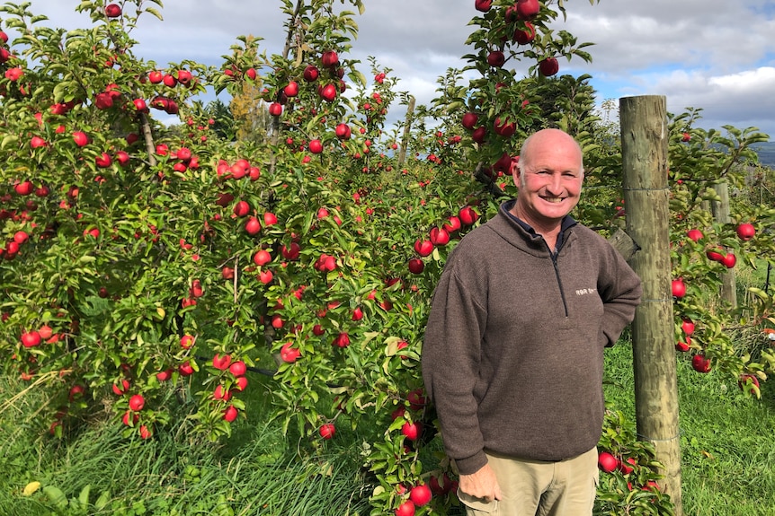 A balding man stands next to an apple tree.