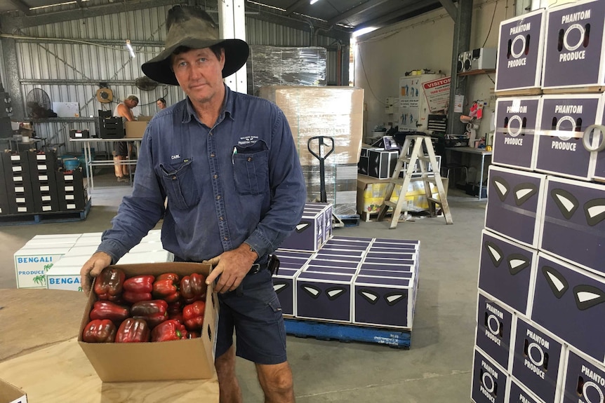 Bowen grower Carl Walker stands in his packing shed.