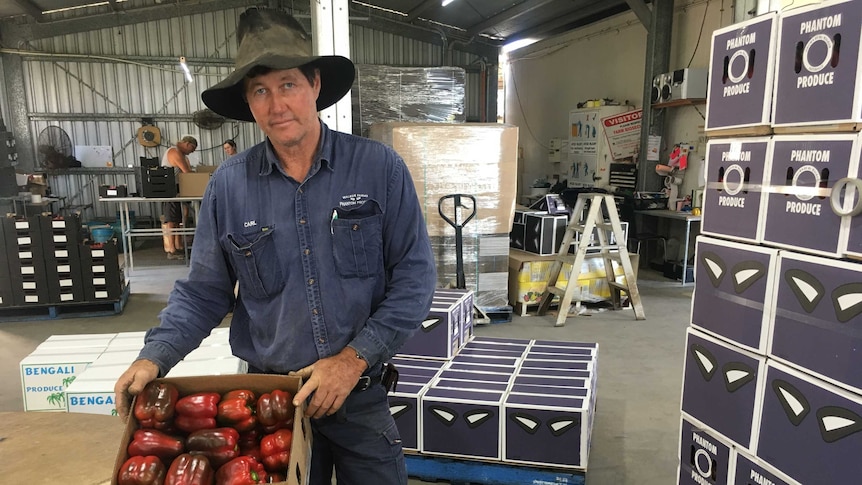 A man in workclothes holds a box of capsicums inside a large packing shed