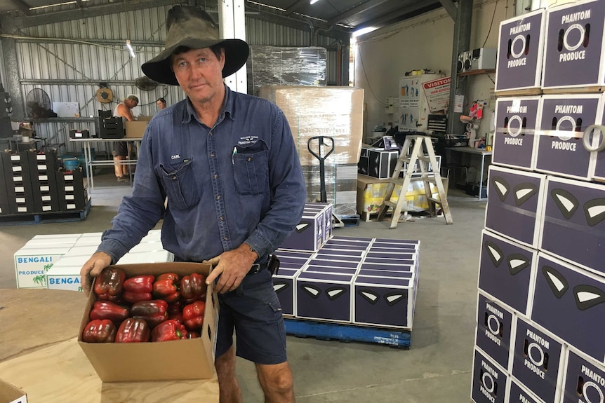 A man in workclothes holds a box of capsicums inside a large packing shed