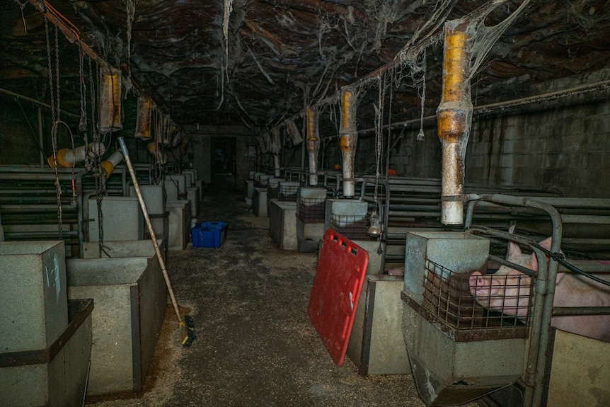 A shed with pigs in sow stalls