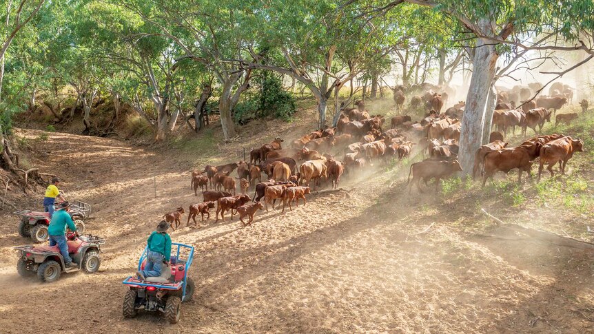 Men on four-wheelers follow a mob of cattle across a sandy creek bed lined with eucalypt trees