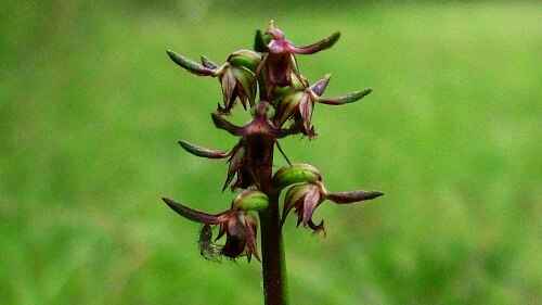 The 'critically endangered' corunastylis ground orchid.