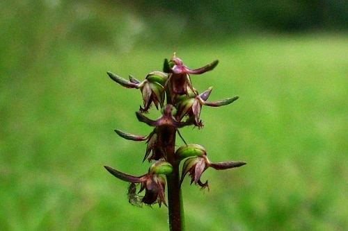 The 'critically endangered' corunastylis ground orchid found in an area near Gorakan and Charmhaven on the Central Coast.